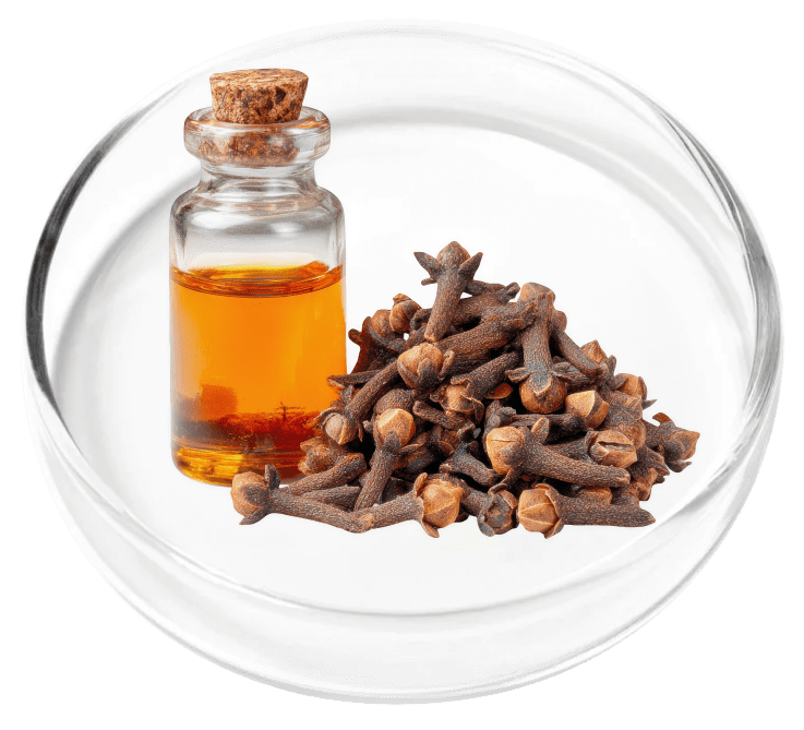 Clove Bud Oil